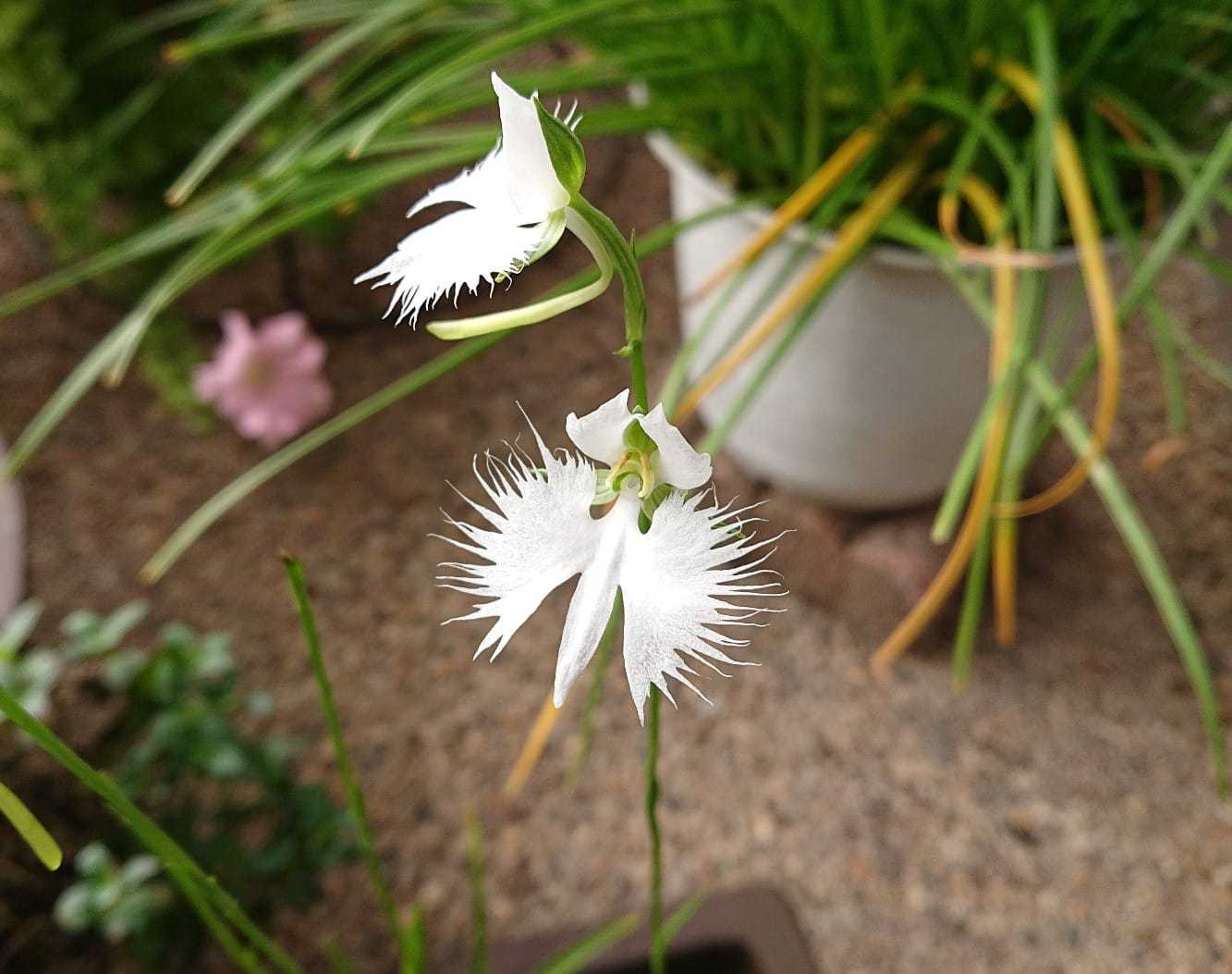 秋がやってきましたね！の画像