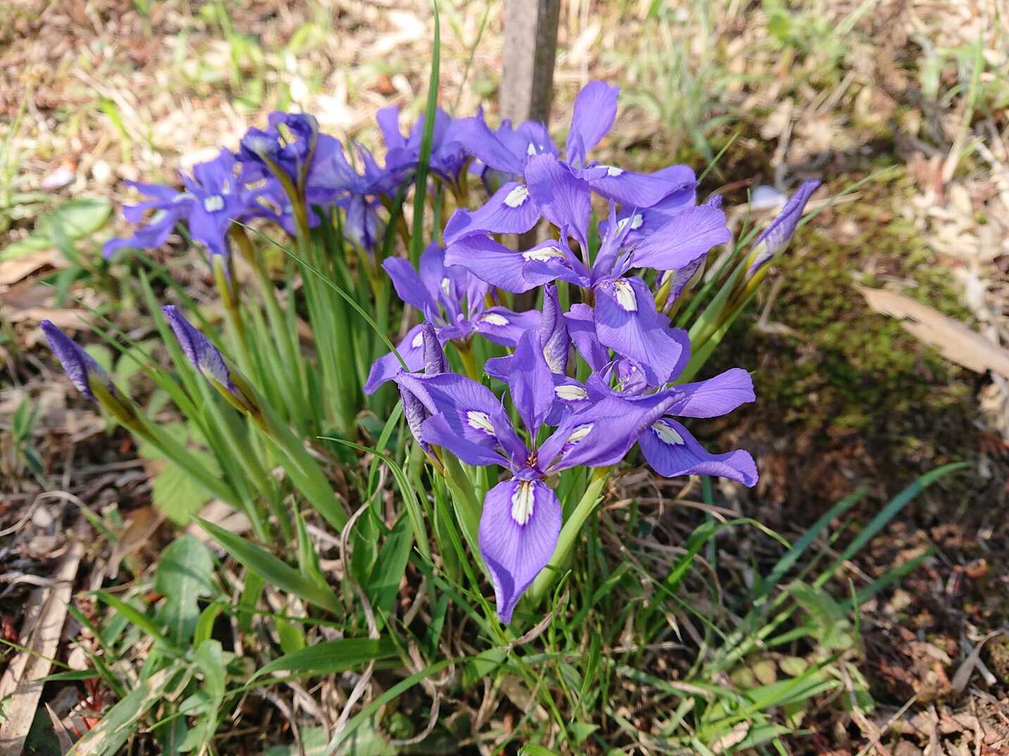 春が来ましたね！！の画像